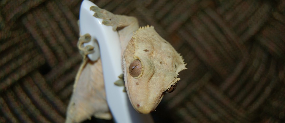 Gnotting Gecko